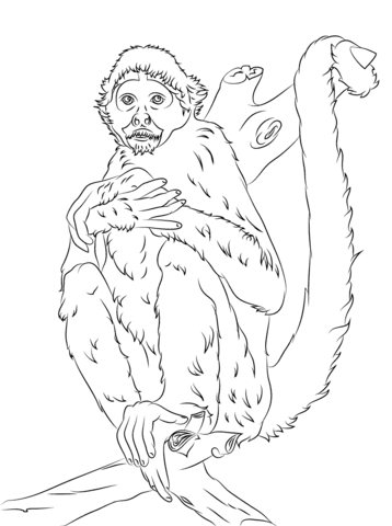 Black headed spider monkey coloring page free printable coloring pages