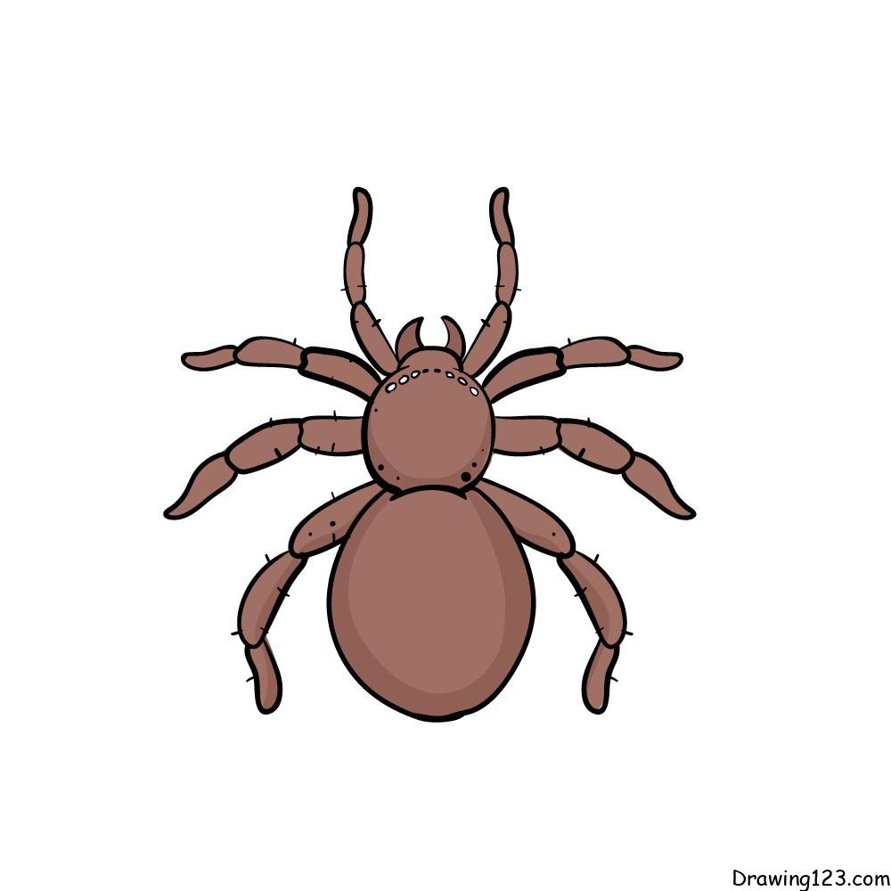 Spider drawing tutorial