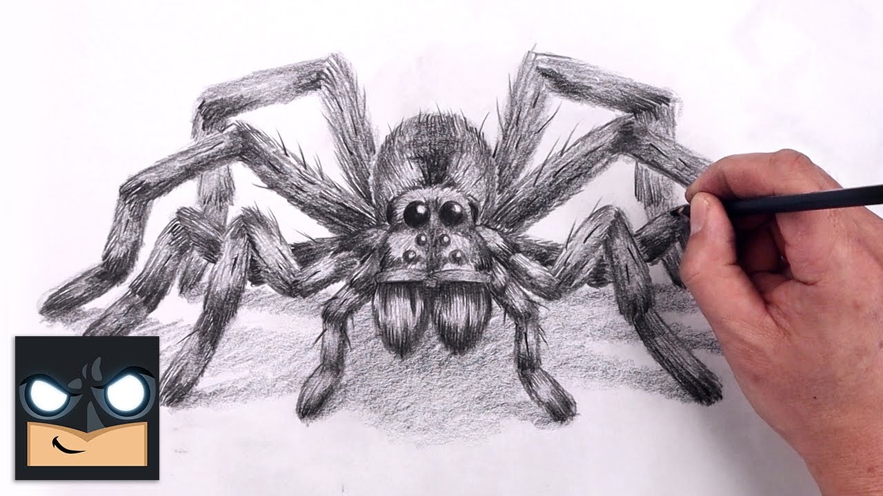 How to draw wolf spider sketch tutorial step by step
