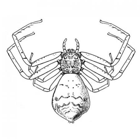 Spider myths burke museum