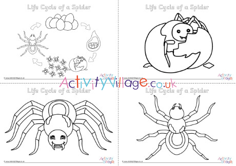 Life cycle of a spider louring pages
