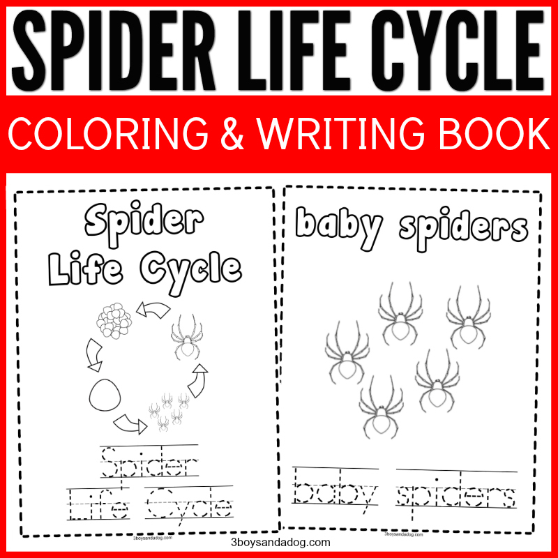 Educational spider life cycle handwriting and coloring pages