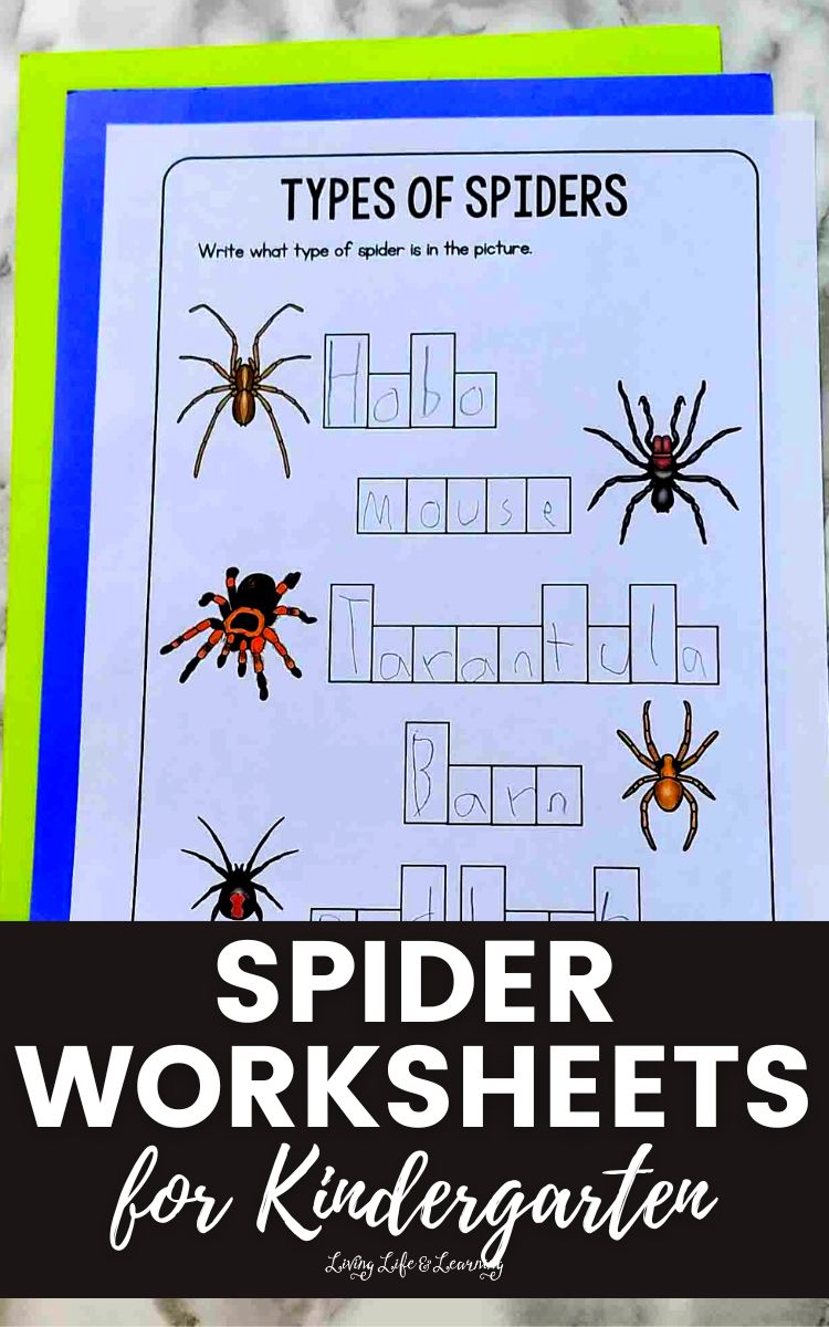 Spider worksheets for kindergarten