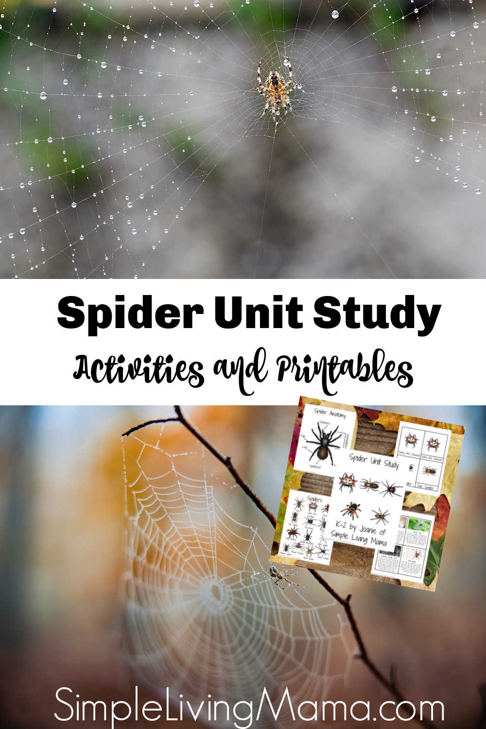 Spider unit study worksheets and printables