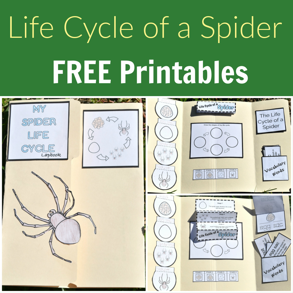 Life cycle of a spider printables