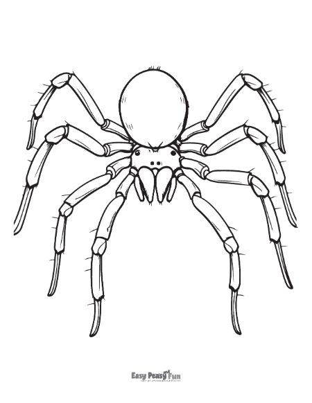 Printable spider coloring pages â sheets