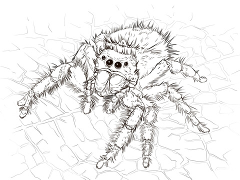 Daring jumping spider coloring page free printable coloring pages