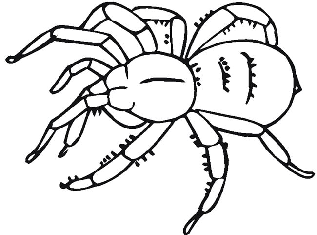 Spider shape