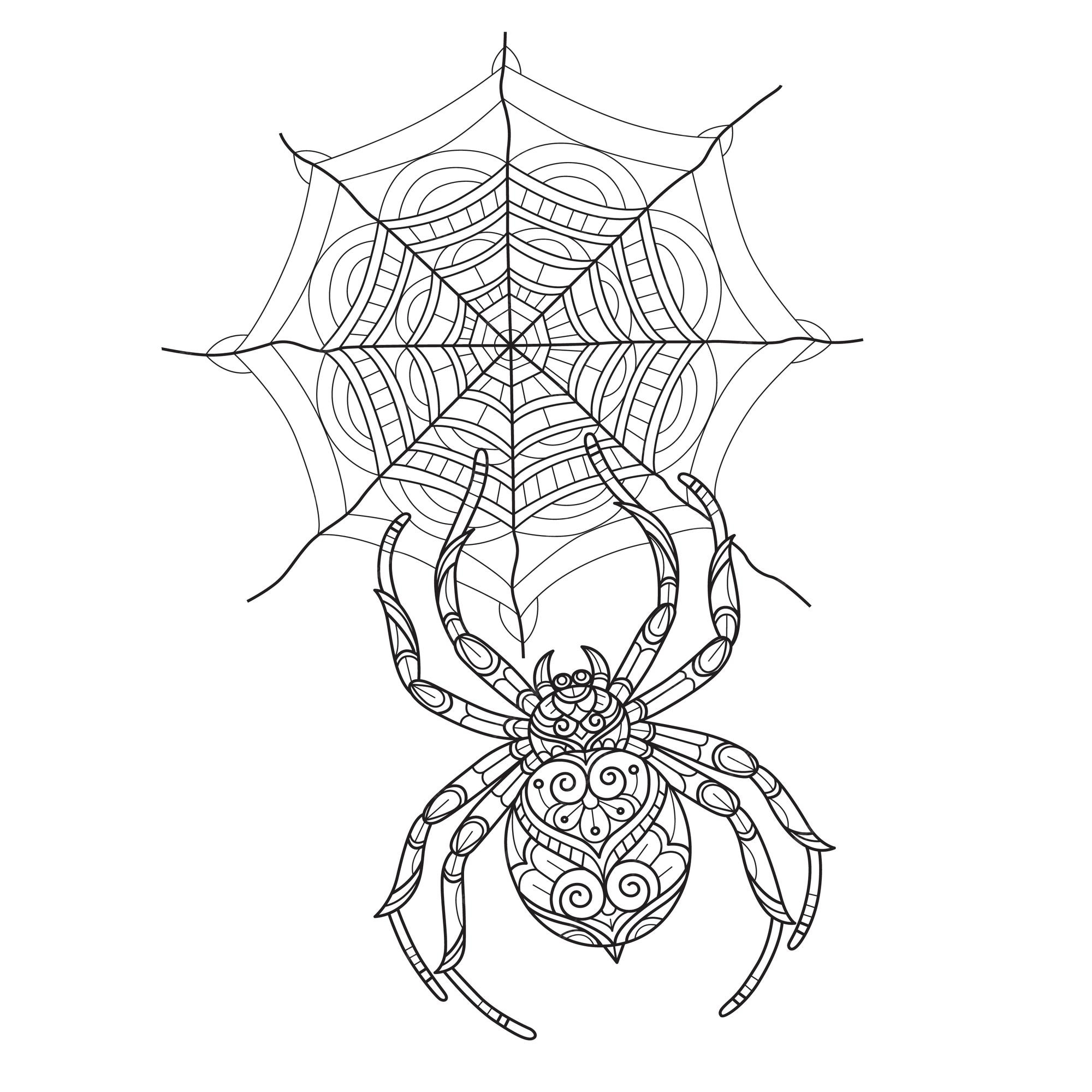 Premium vector spider and web hand drawn for adult coloring book