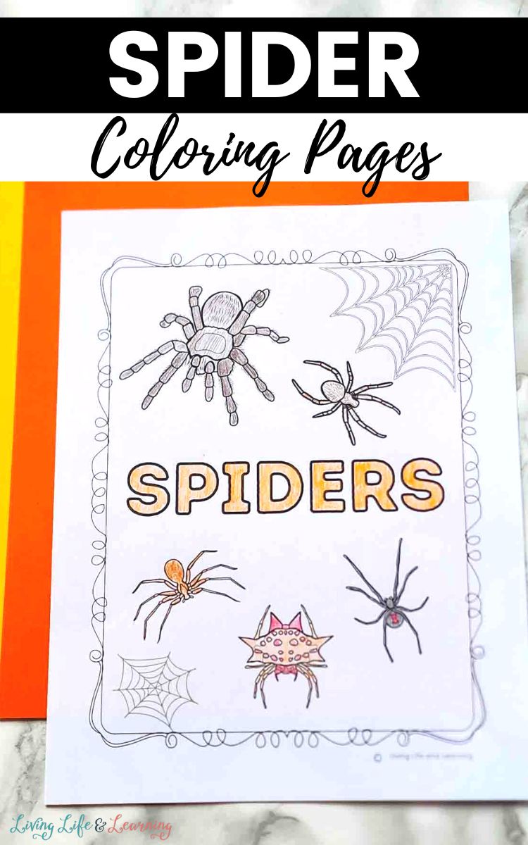 Spider coloring pages