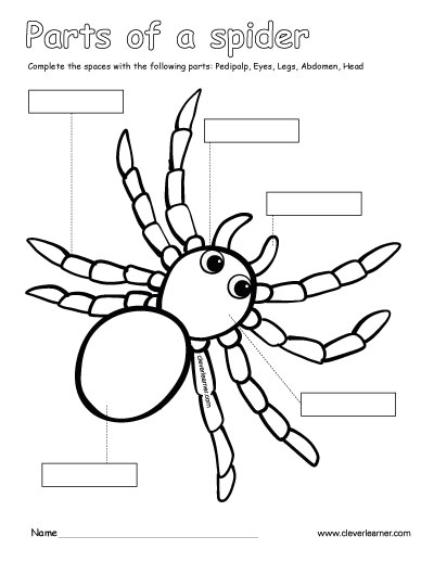 Label and color the parts of the spider