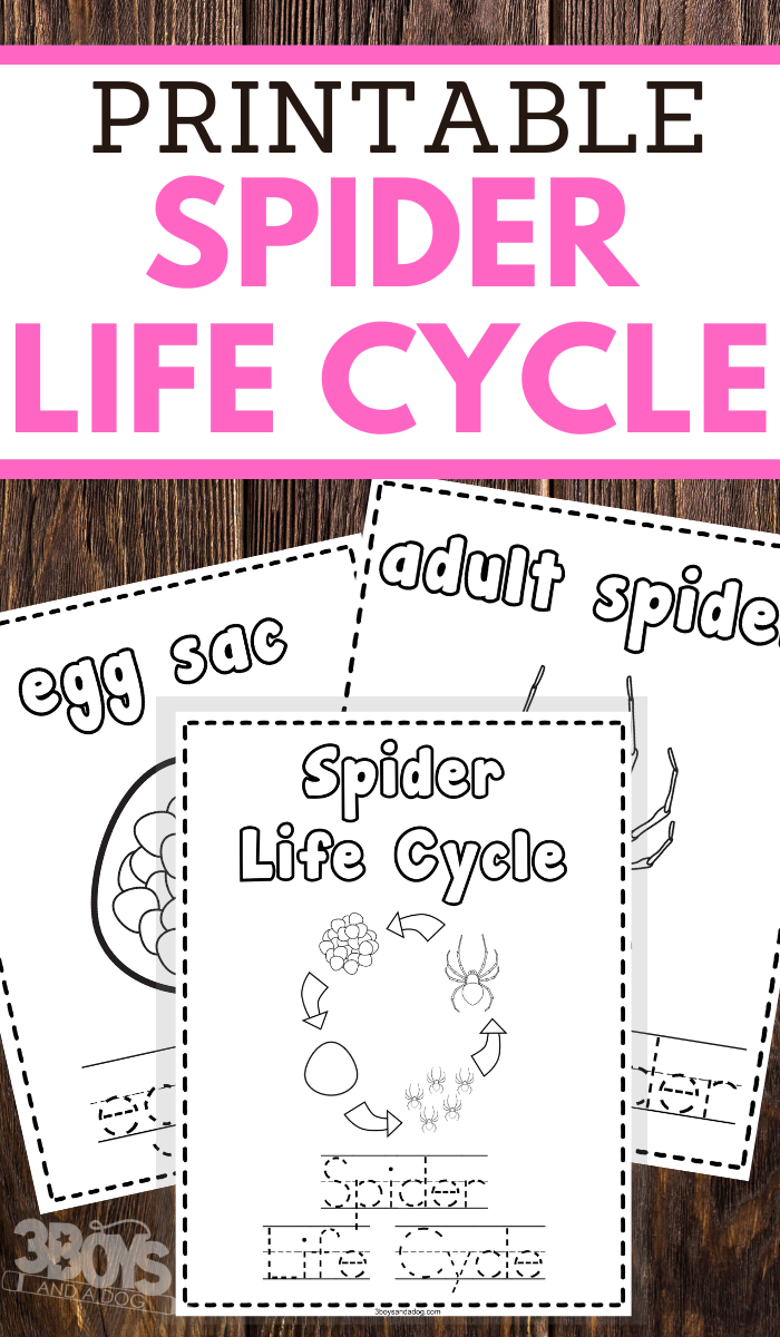 Educational spider life cycle handwriting and coloring pages