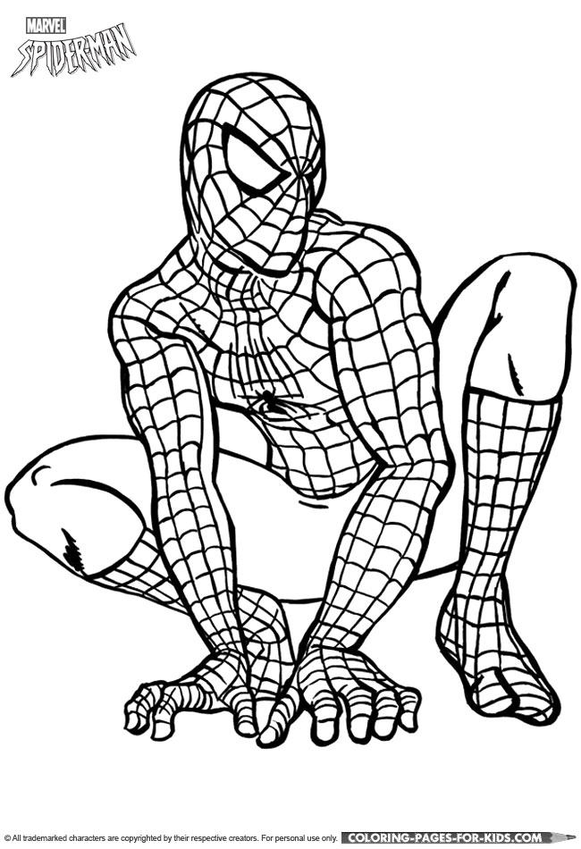 Spider