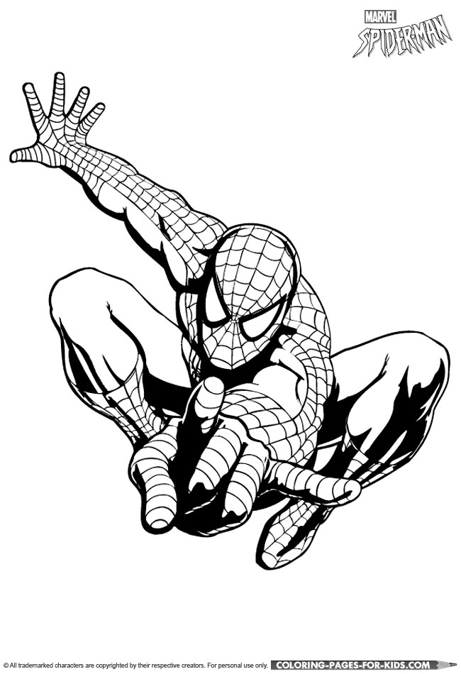 Spider
