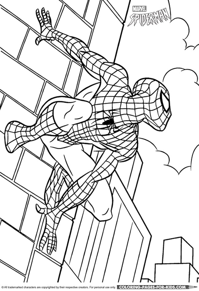 Spider