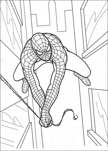 Spider