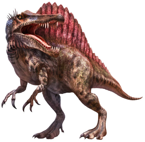 Spinosaurus stock photos pictures royalty