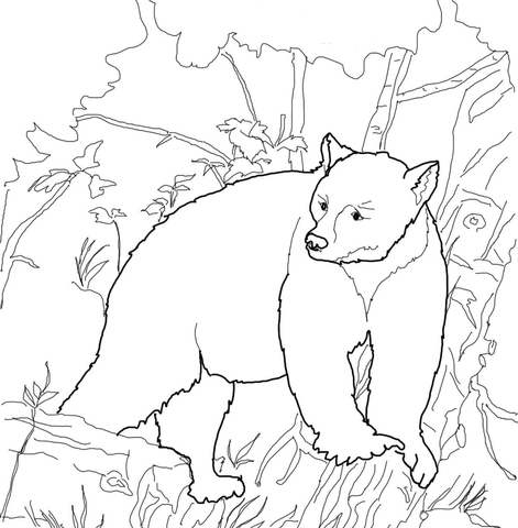 Kermode bear coloring page free printable coloring pages