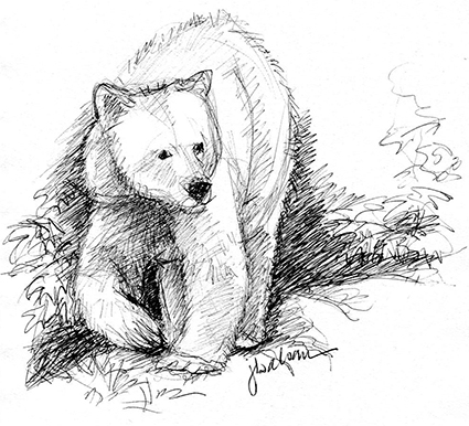 Spirit bear drawing still a dreamer