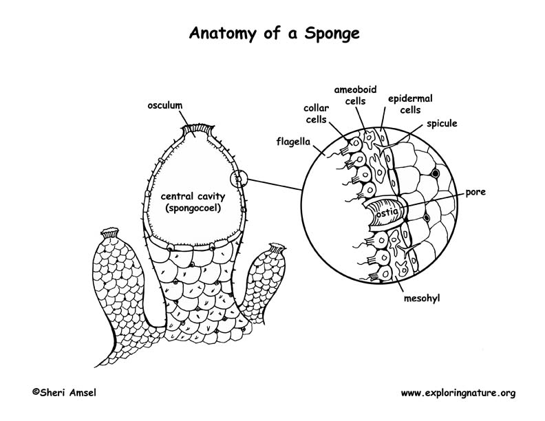 Sponge anatomy coloring page