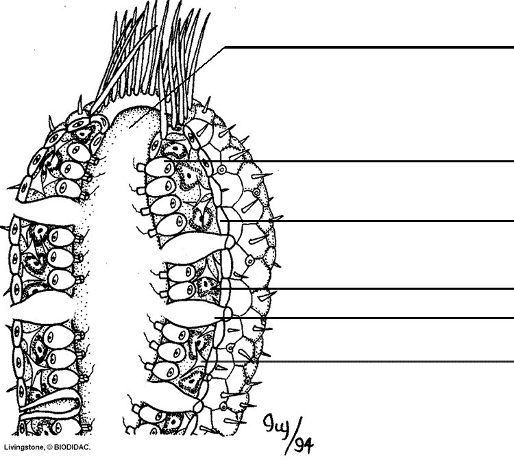 Sponge anatomy