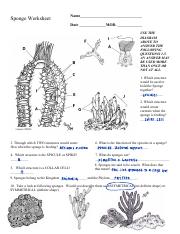 Sponge worksheetpdf