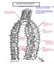 Sponge worksheetpdf