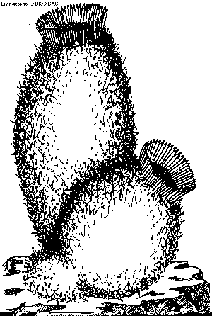 Sponge coloring