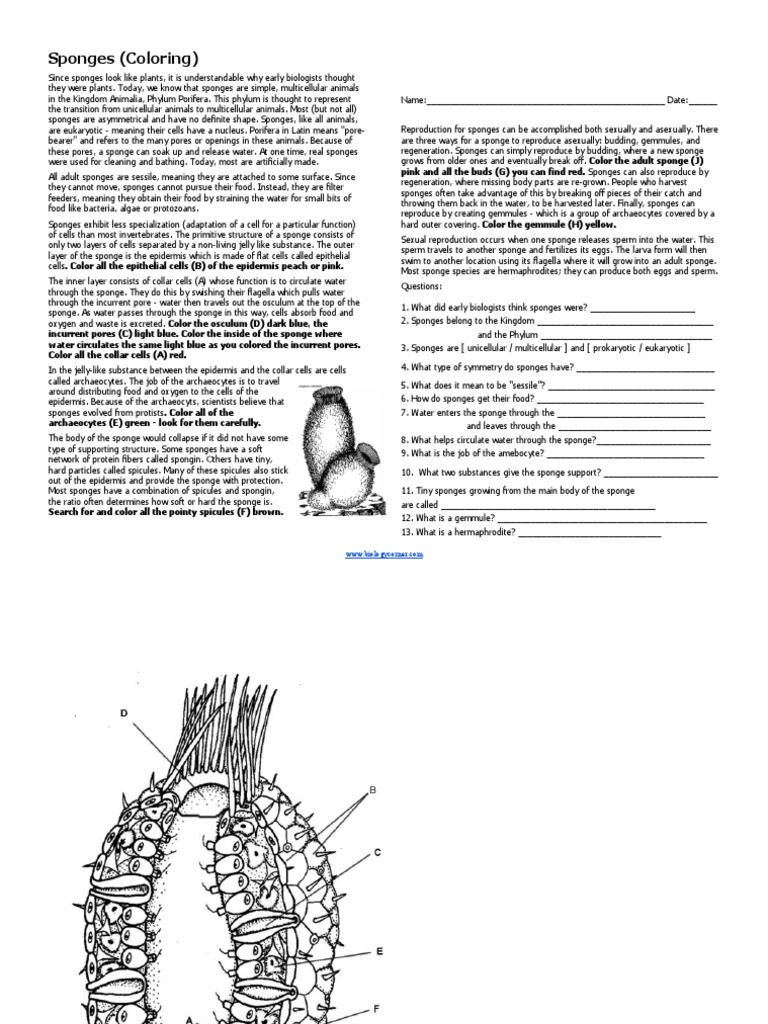 Sponge coloring pdf sponge cell biology