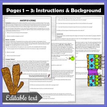 Sponge anatomy coloring activity phylum porifera zoology tpt