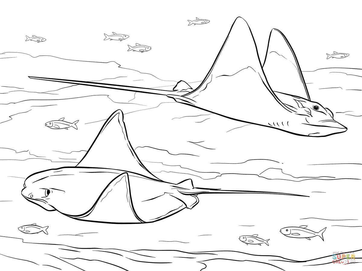Cownose and bull eagle rays coloring page free printable coloring pages