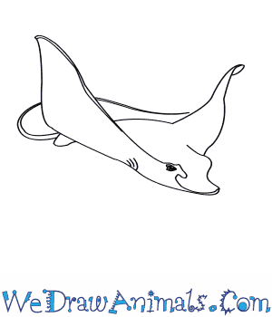 How to draw a spotted eagle ray