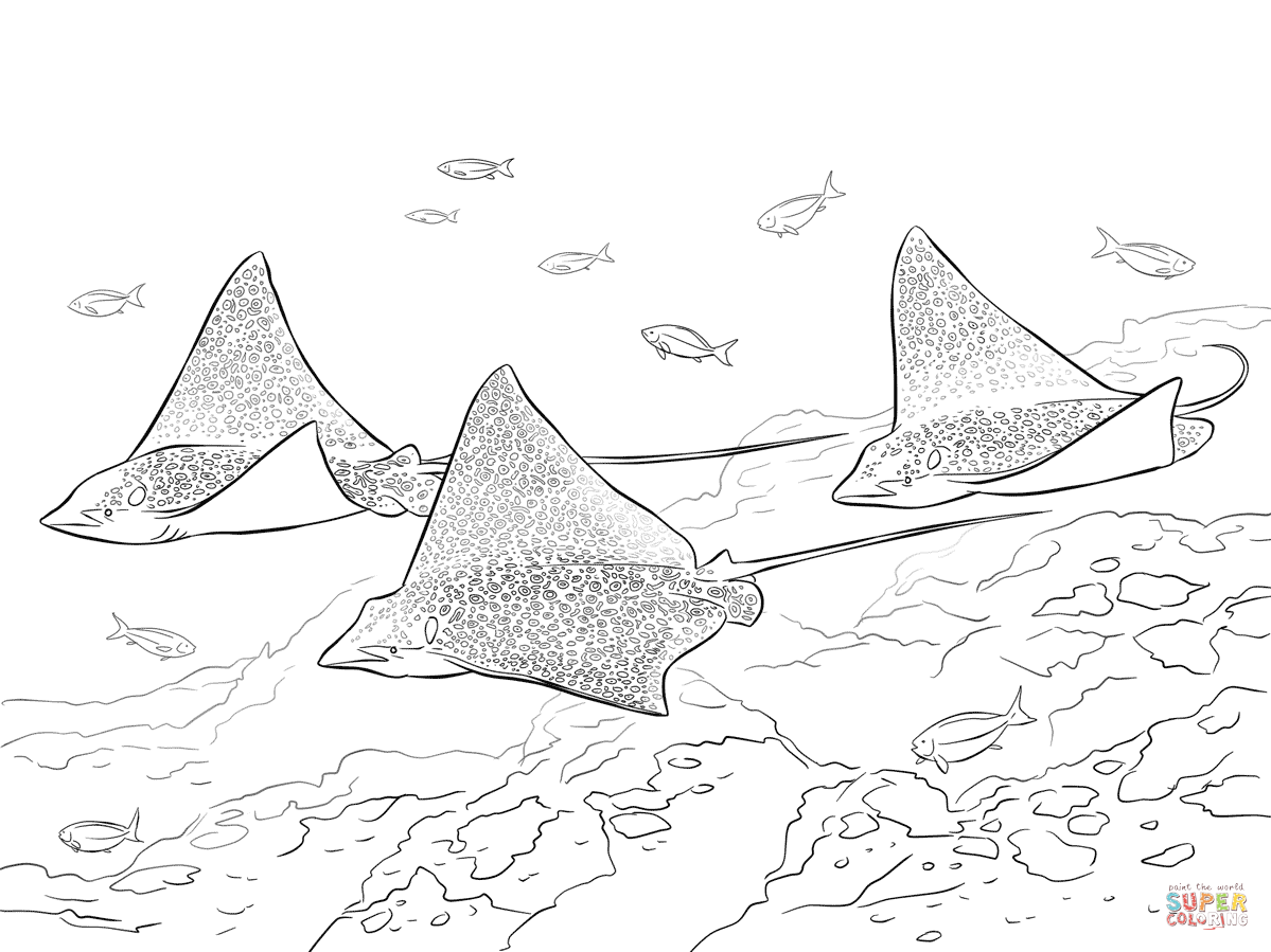 Spotted eagle rays coloring page free printable coloring pages