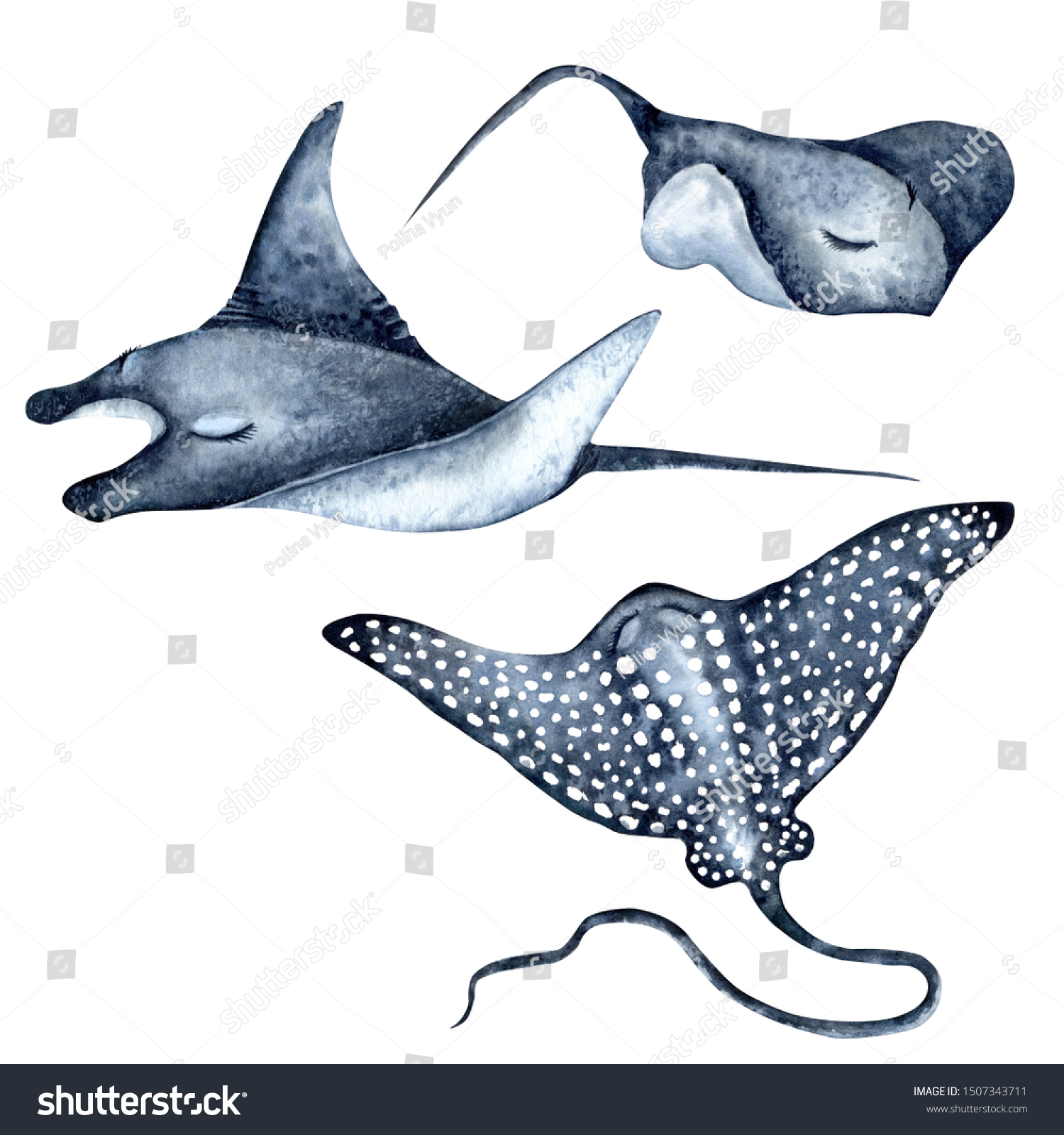 Spotted eagle ray stingray manta ray stock illustration