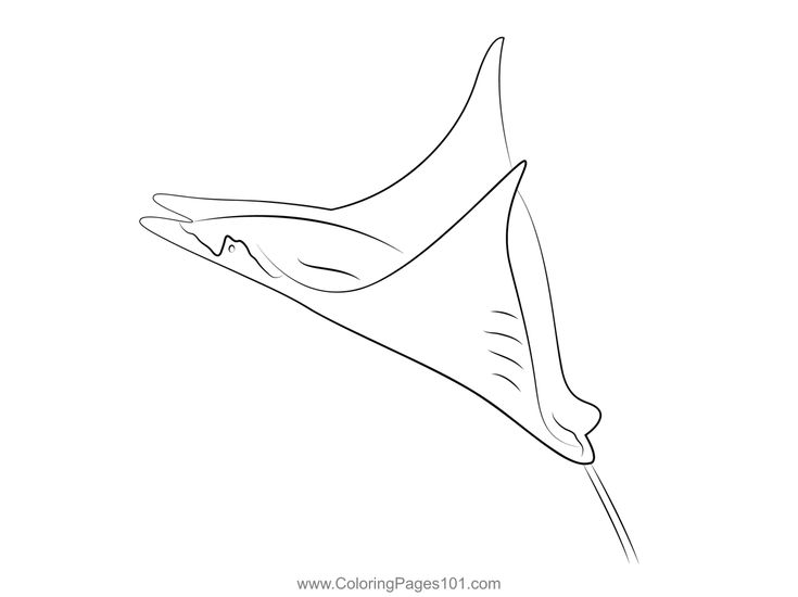 Flying jumping manta ray fish coloring page fish coloring page coloring pages manta ray