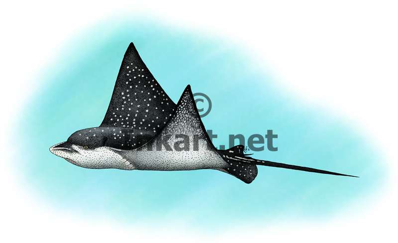 Spotted eagle ray by rogerdhall on