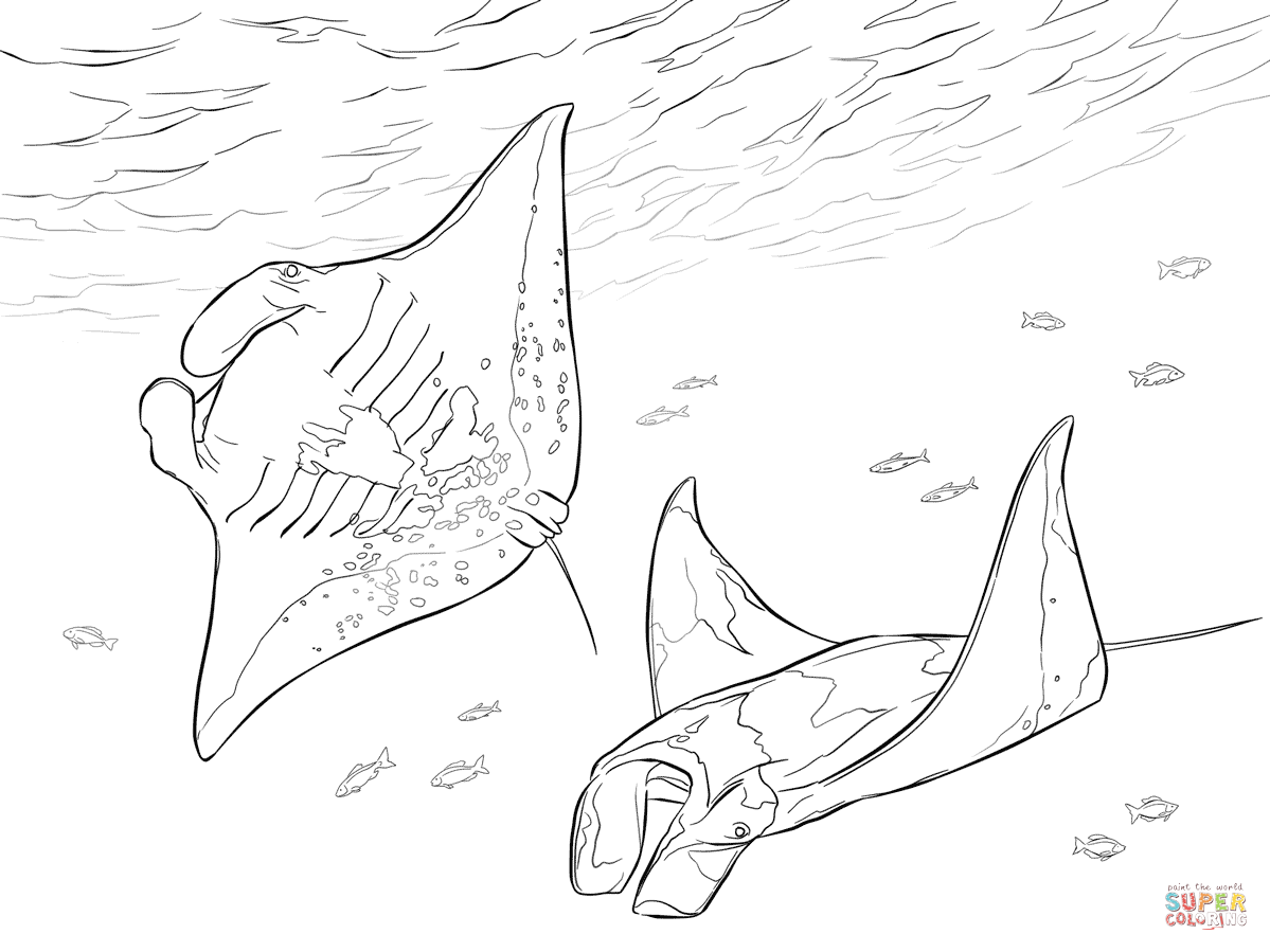 Two manta rays coloring page from ray category select from printable crafts of cartoons nature animaâ fish coloring page manta ray shark coloring pages