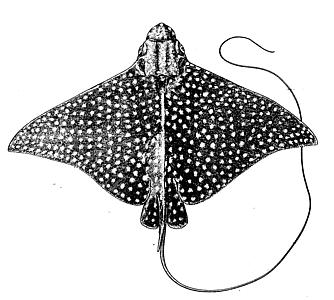 Filespotted eagle ray lineartjpg