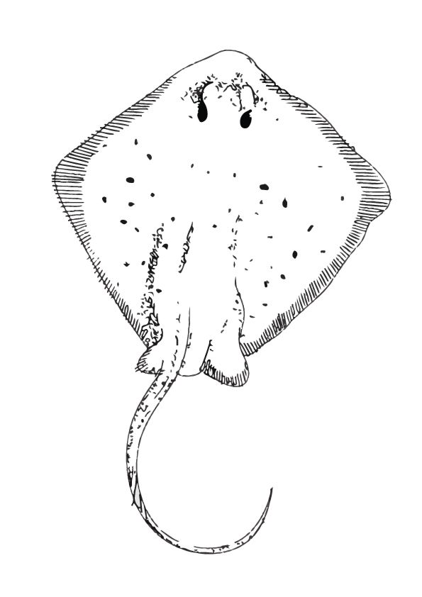 Spotted eagle ray coloring page love coloring pages coloring pages unicorn coloring pages