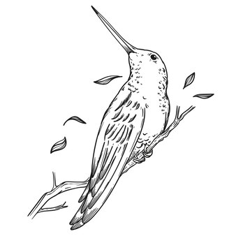 Page spotted eagle ray drawing images