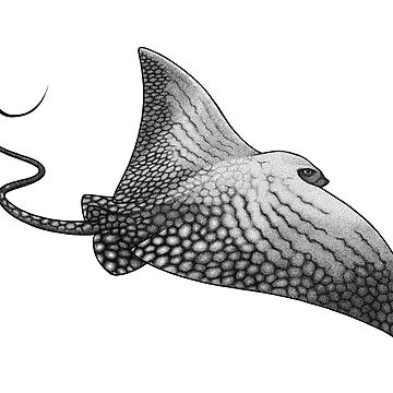 Ornate eagle ray canvas print for sale by josh hilditch