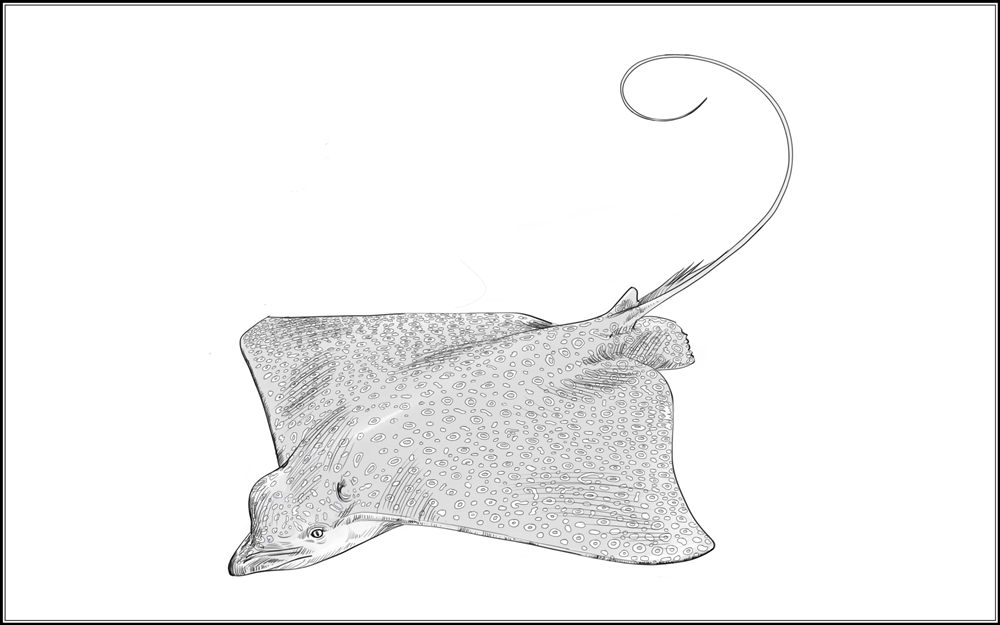 Montessori materials parts of a spotted eagle ray