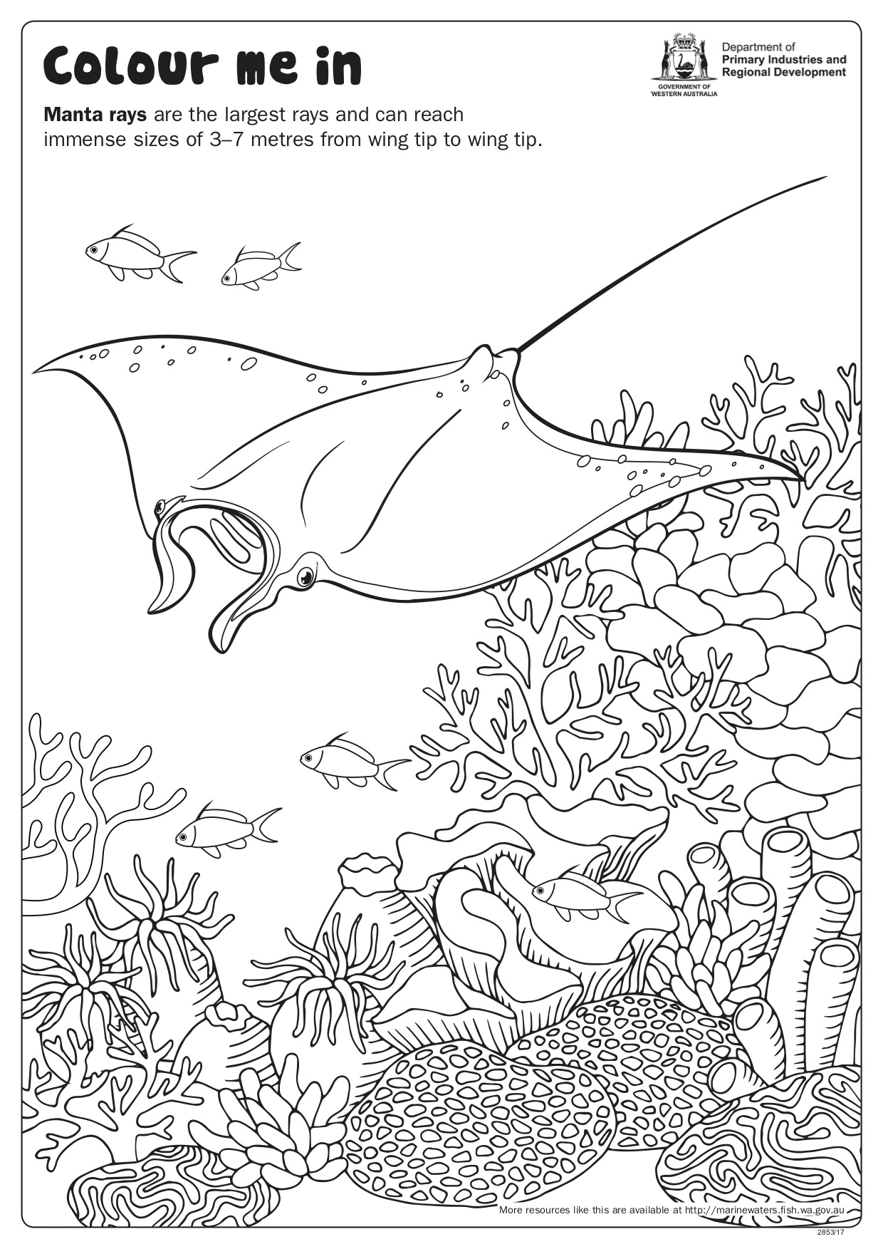 Fishy fun sheet manta ray