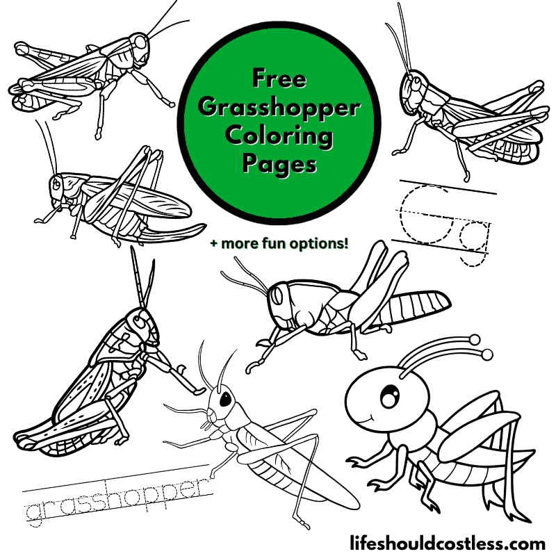 Grasshopper coloring pages free printable pdf templates