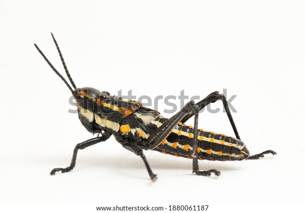 Spotted grasshopper images stock photos d objects vectors