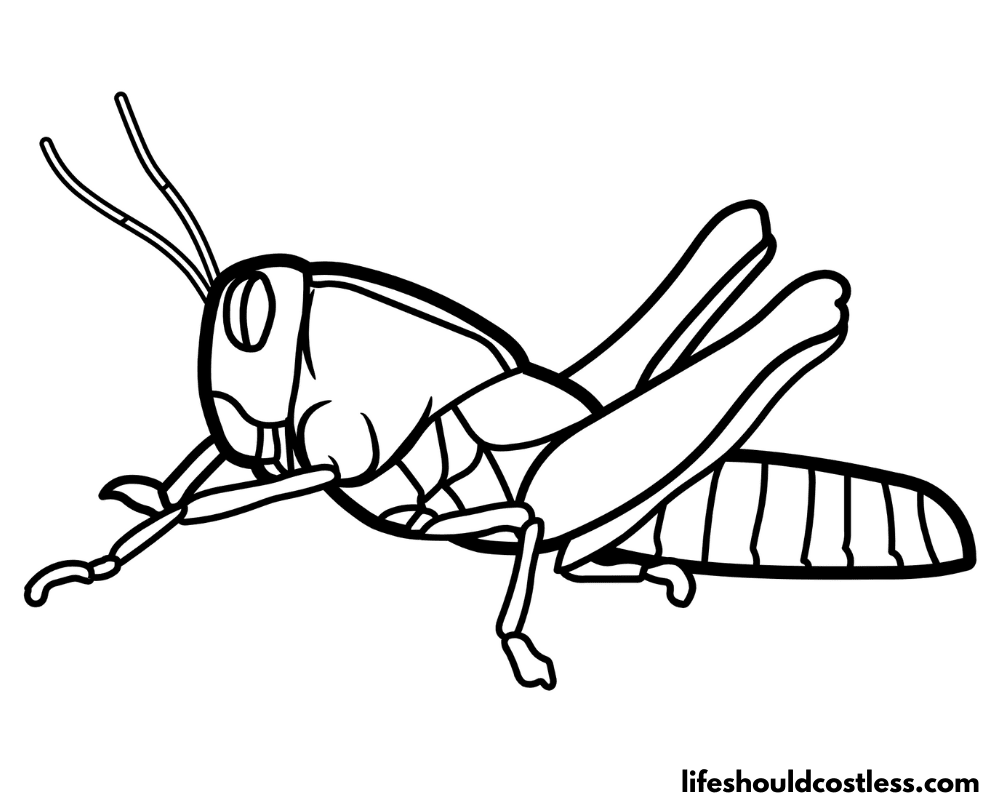 Grasshopper coloring pages free printable pdf templates