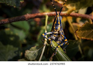 Spotted grasshopper images stock photos d objects vectors