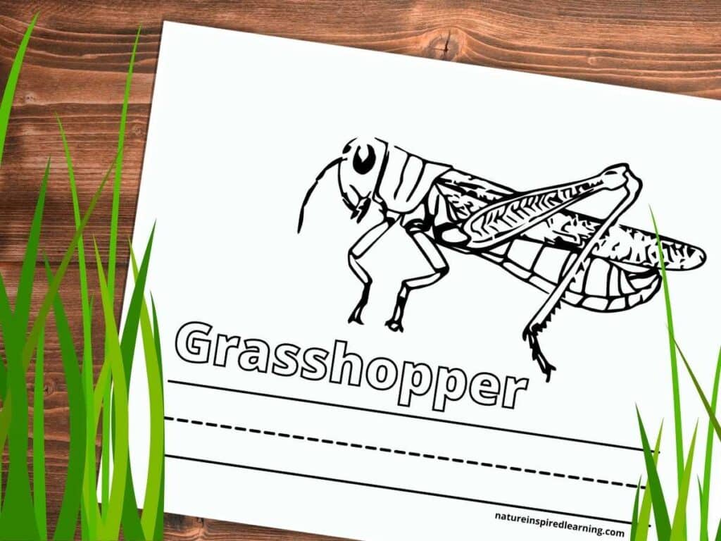 Unique grasshopper coloring pages
