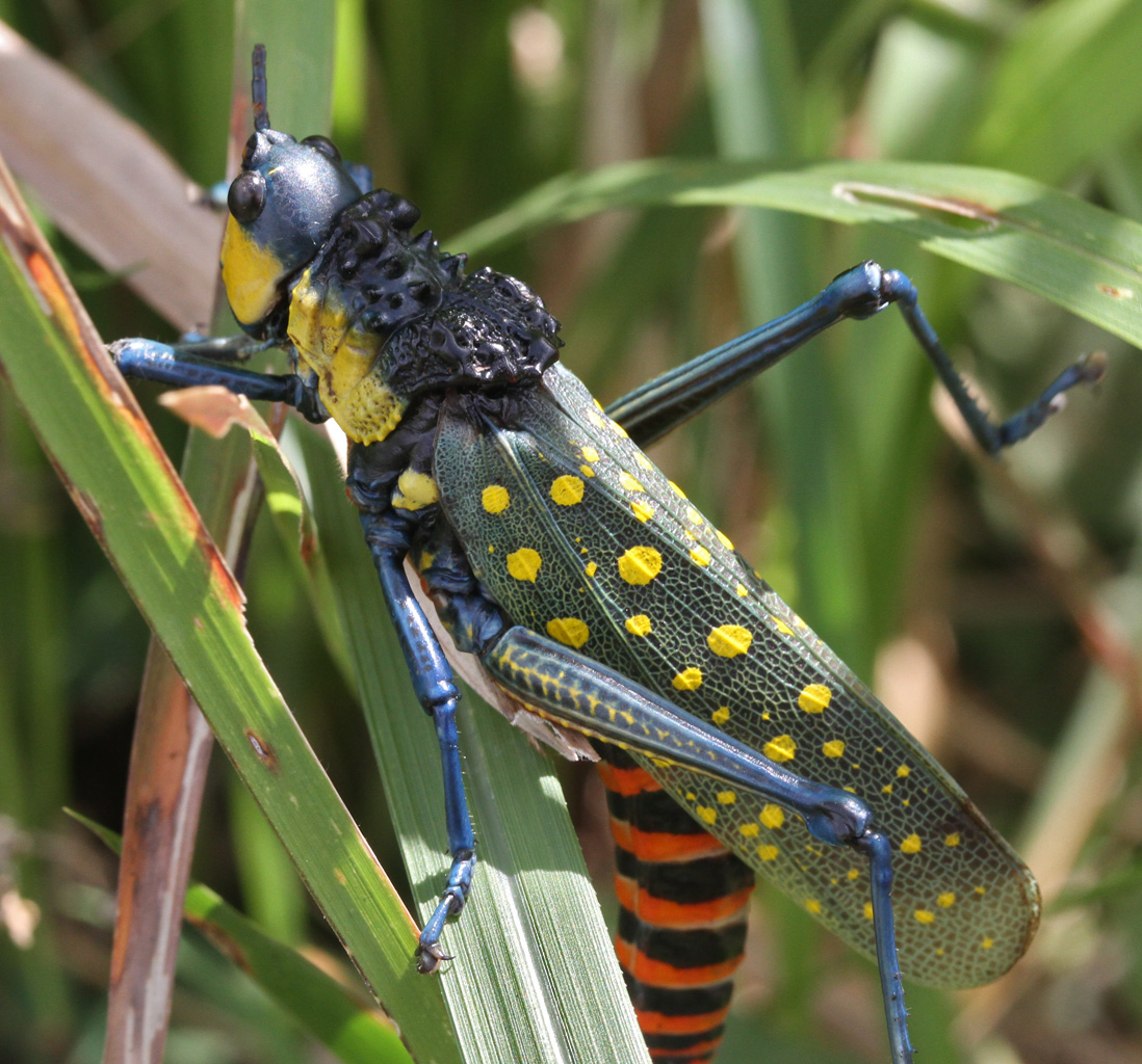 Filespotted grasshopper ig ajpg