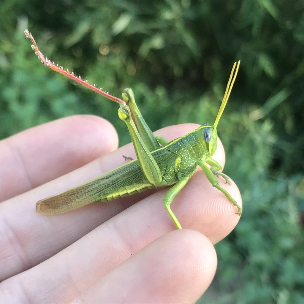 Spotted bird grasshopper orthoptera of iowa